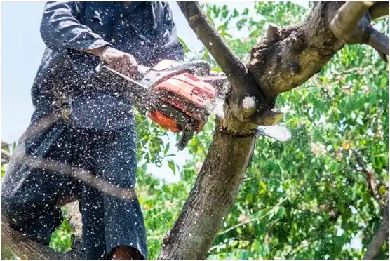 tree services Green Lake
